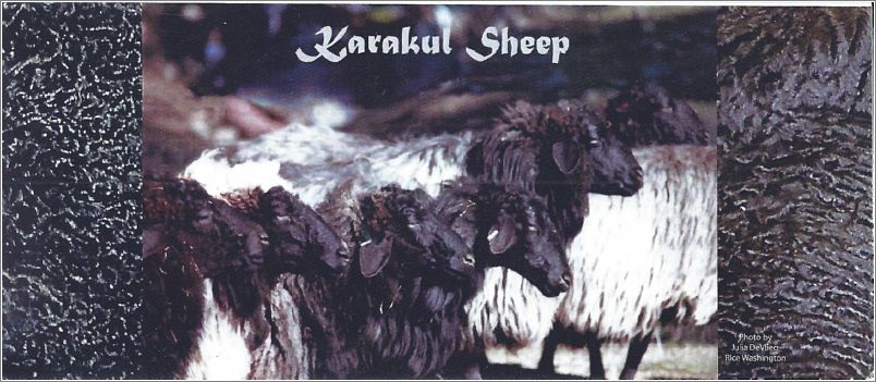 Cover of Karakul Shepherds Alliance brochure. Photo submitted by Deborah Hunter.